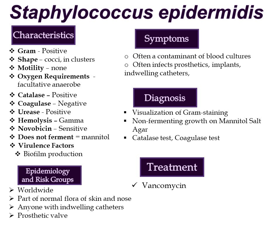 Staphylococcus epidermidis & Staphylococcus saprophyticus – The ...